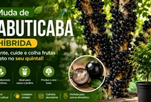 muda de jabuticaba híbrida