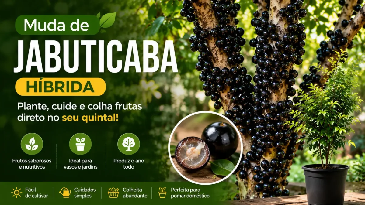 muda de jabuticaba híbrida
